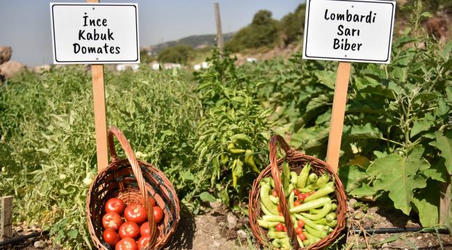 Bornova’da tohumdan fideye yerel üreticiye destek