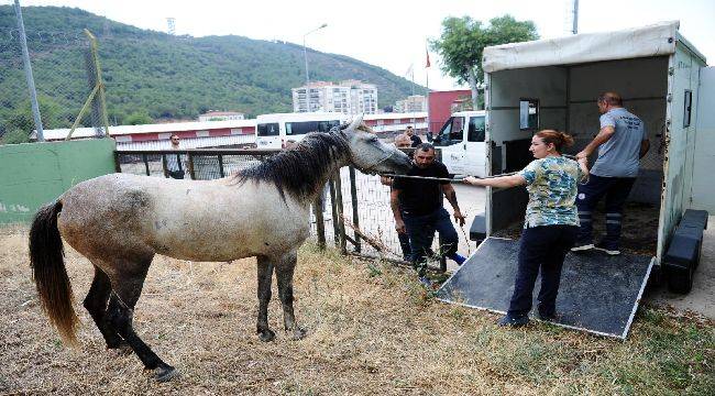 Karşıyaka’da Başıboş At Operasyonu