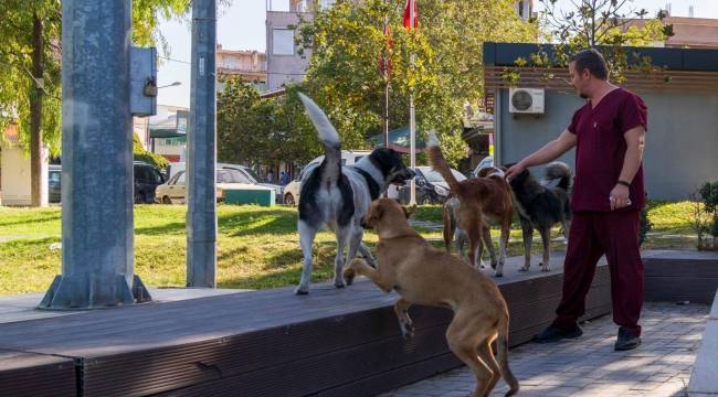 15 Bin Sahipsiz Köpek Tespit Edildi